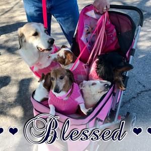 Meet your Posher, Penny